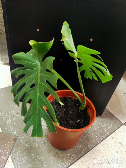 Комнатные цветы манстера