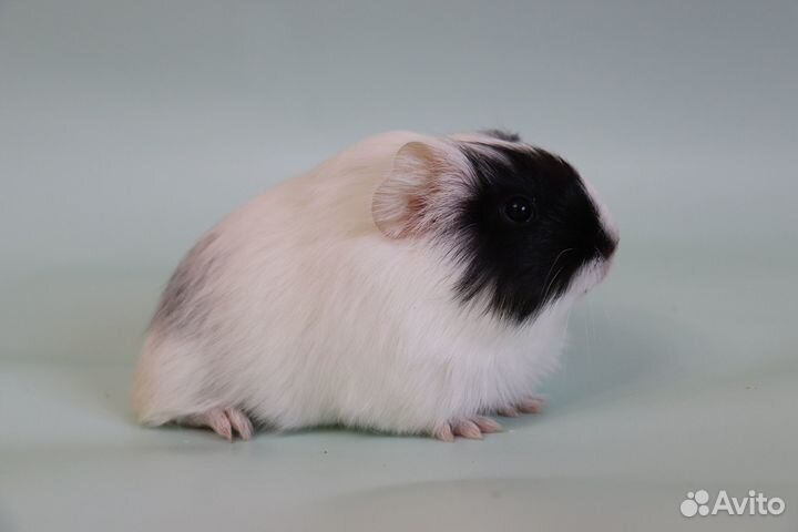 Морские свинки шелти, перуанские