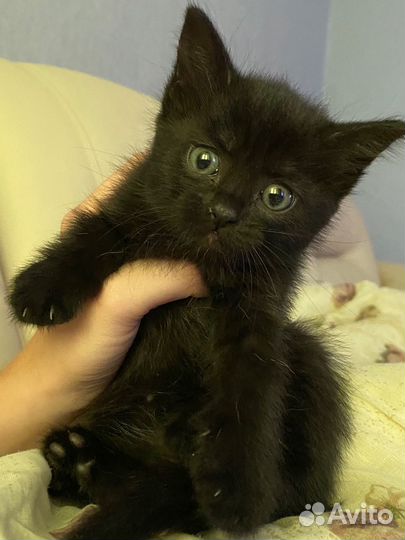 Котенок девочка