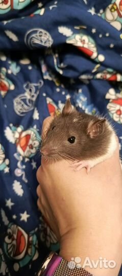 Крыса дамбо бесплатно