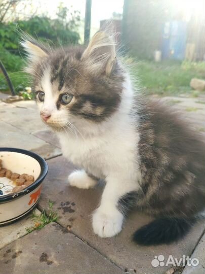 Котенок мальчик ищет дом