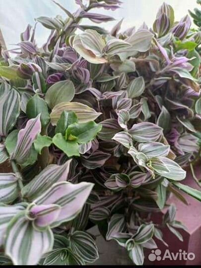 Традесканция нанук розовая