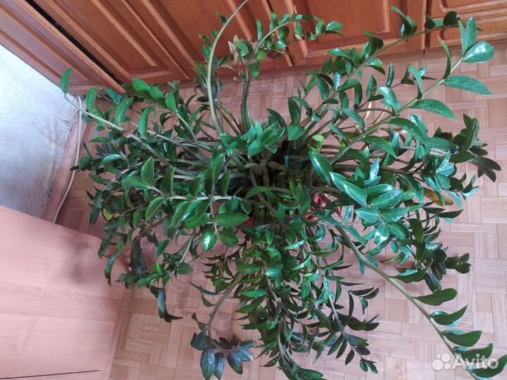 Замиокулькас