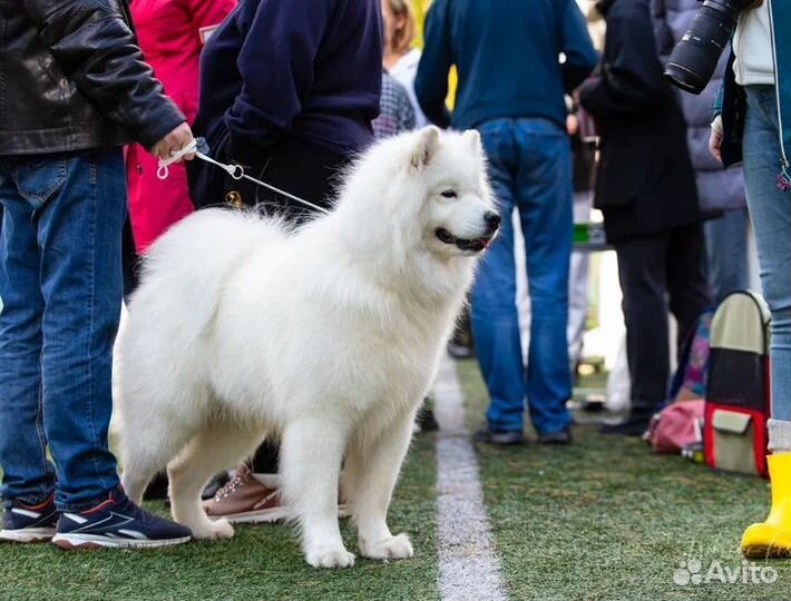 Вязка самоед