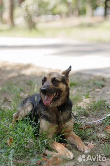 Метис немецкой овчарки