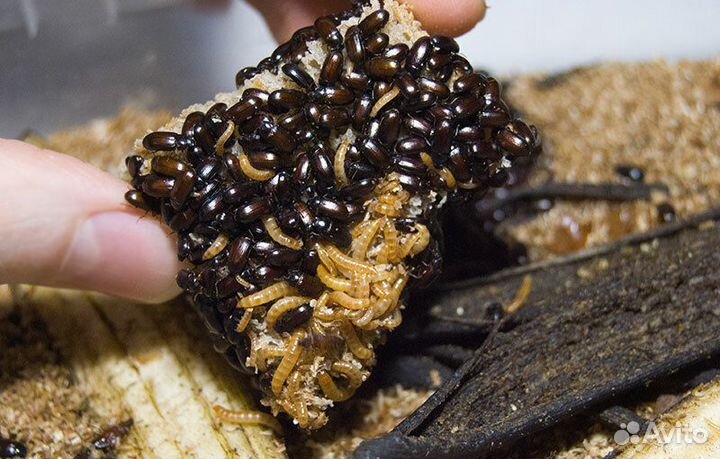 Кормовые насекомые, жук-знахарь, чернотелка