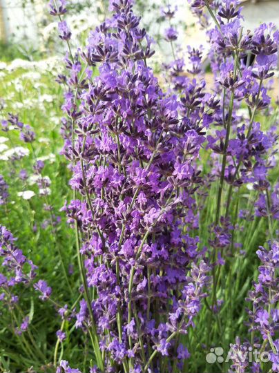Лаванда