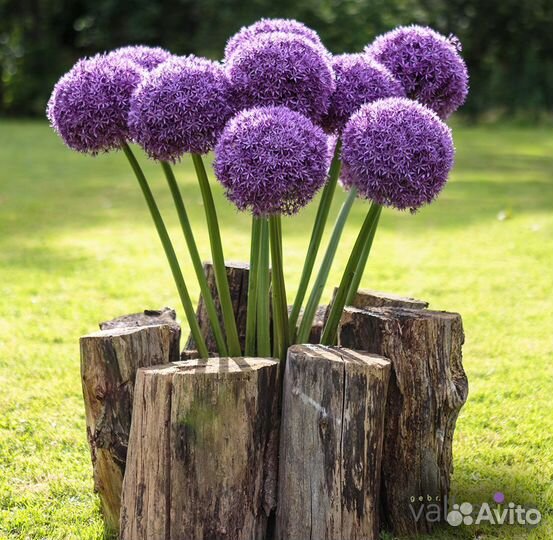 Цветы садовые