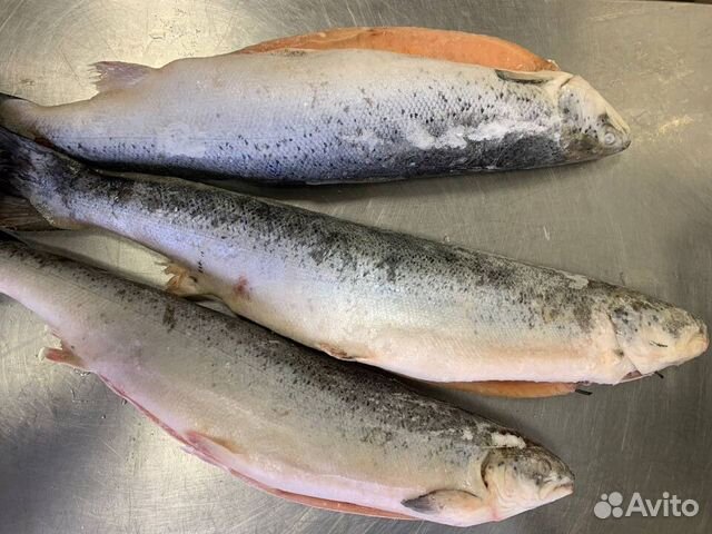 Лосось 2-3 кг