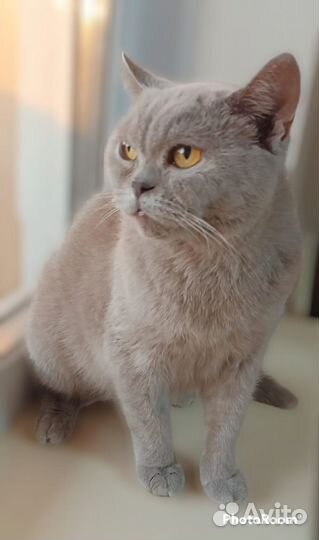 Оригинальная кошка компаньон в добрые руки