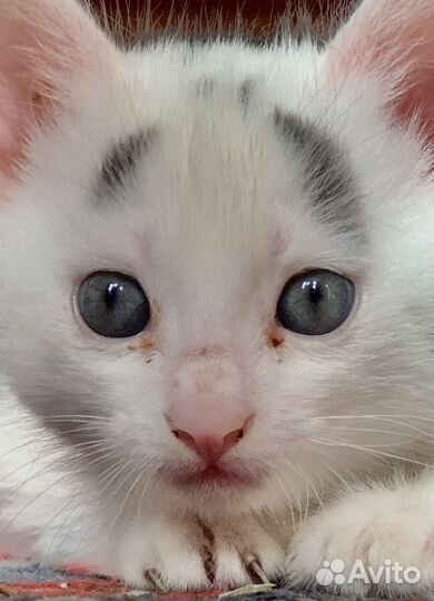 Кошка в дар бесплатно