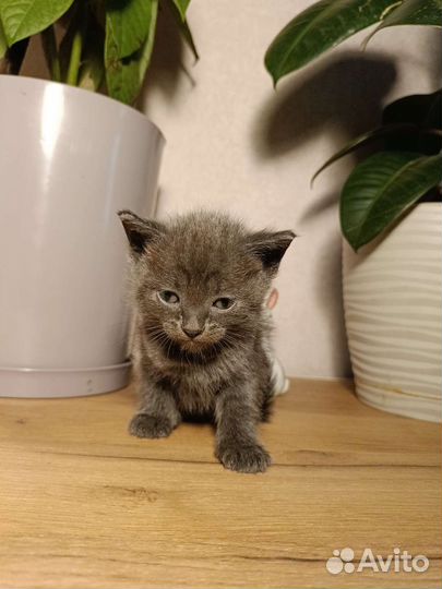 Кошки бесплатно