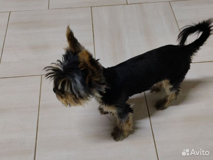 Йоркширский терьер мини