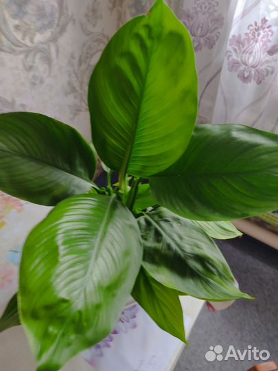 Спатифиллум (женское счастье)