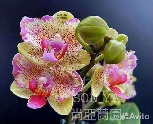 Орхидеи разных сортов