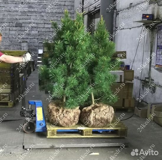 Сибирский кедр экстра класс. Саженцы