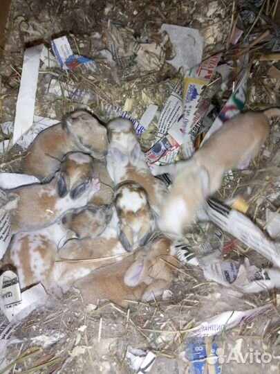 Декоративные кролики