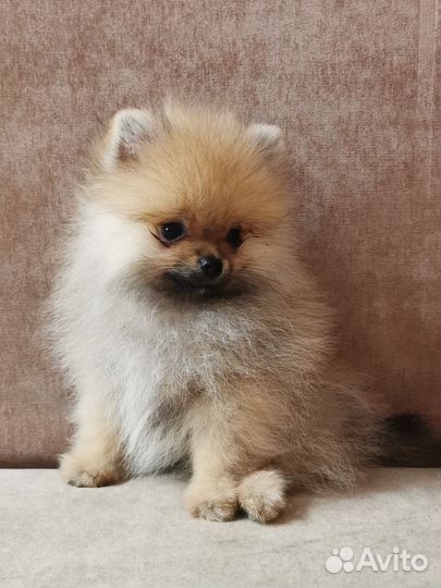 Мини померанцы