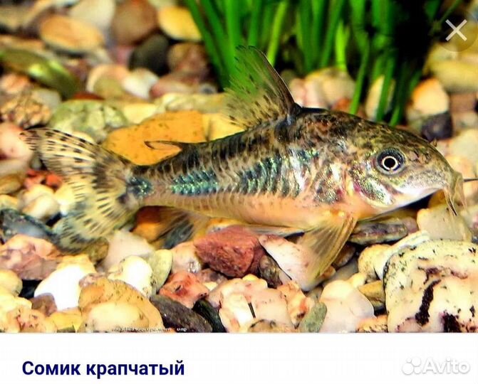 Аквариумные рыбки