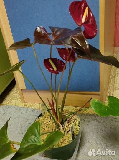 Антуриумы из домашней коллекции