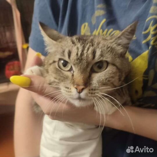 Кошечка Люся