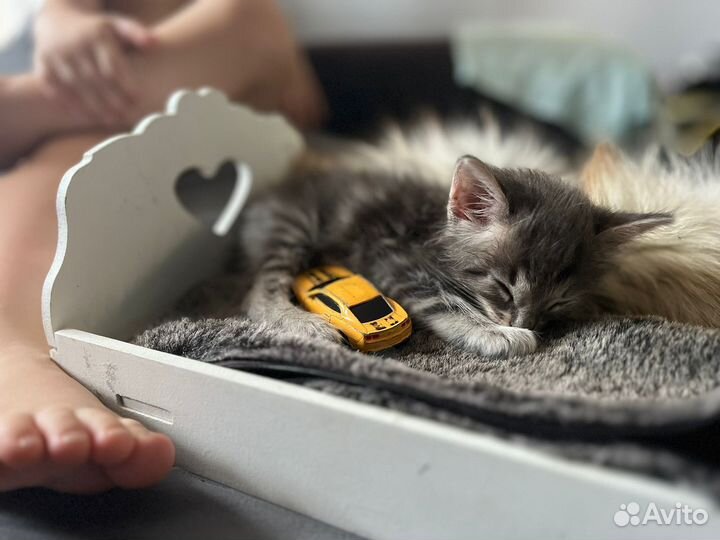 Котёнок в добрые руки