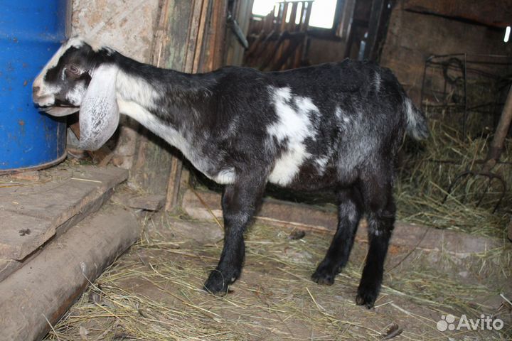 Англо нубийский козел