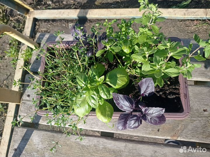 Пряные травы в кашпо