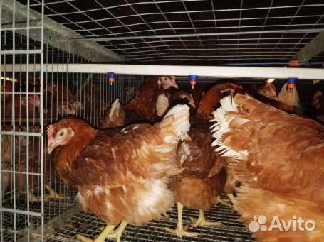Куры Молодки