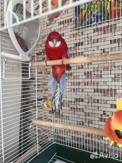 Попугай розелла с клеткой