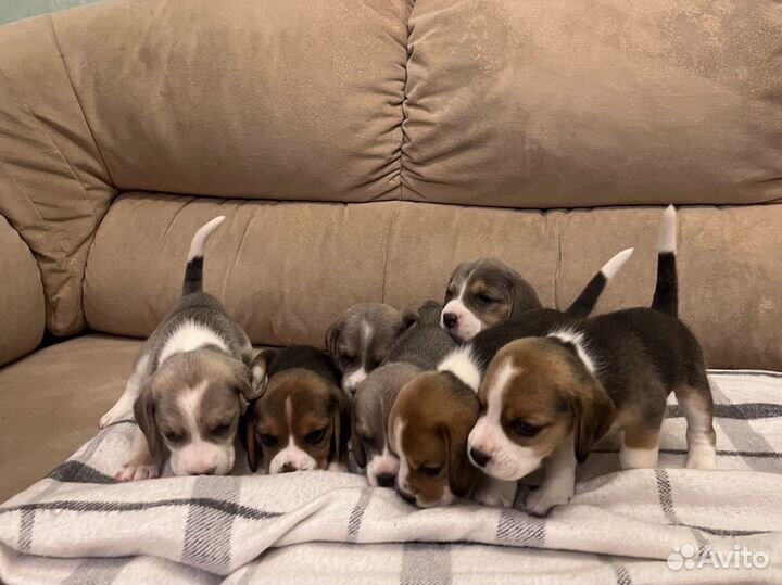 Щенки бигль