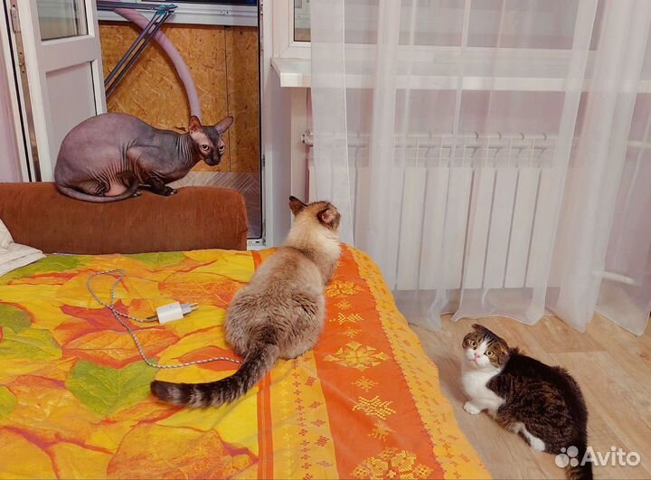 Передержка кошек и собак, выгул собак, зооняня