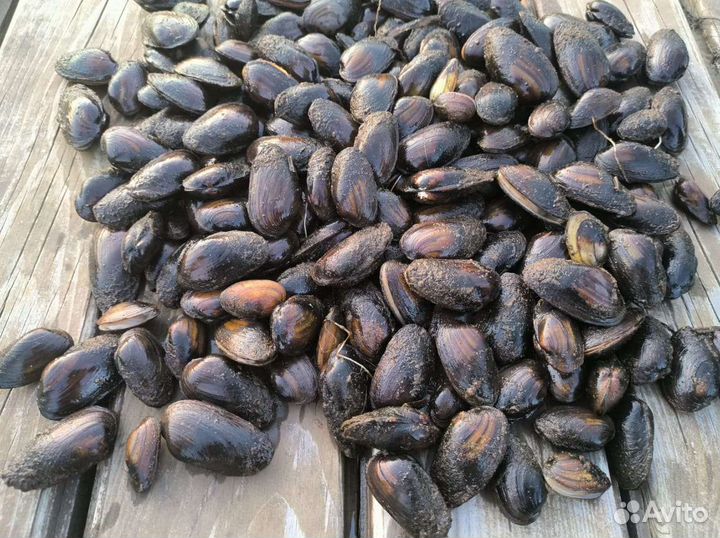 Ракушки,био фильтр для пруда и для аквариума