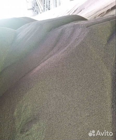 Пшеница озимая, Кормовая пшеница на корм