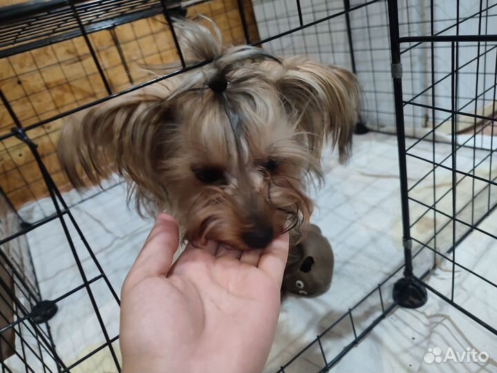 Йоркширский терьер