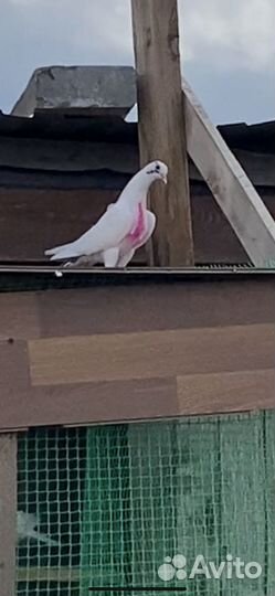 Голуби бакинские