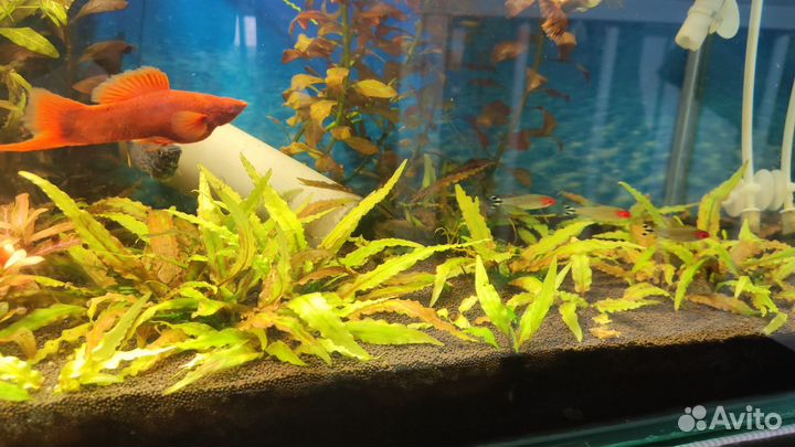 Криптокорина Валкера жёлтая