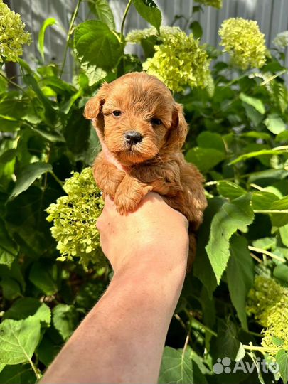 Щенки мальтипу premium F1