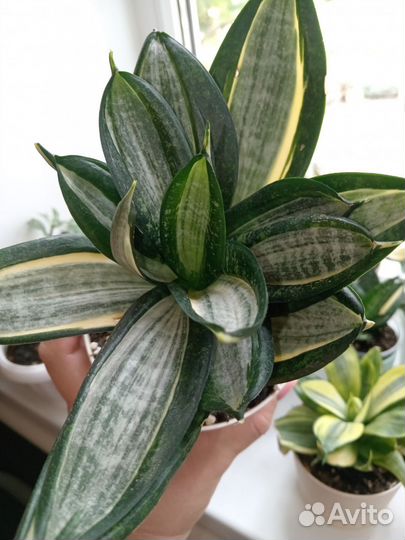 Сансевиерия ханни Сильвер Зебра