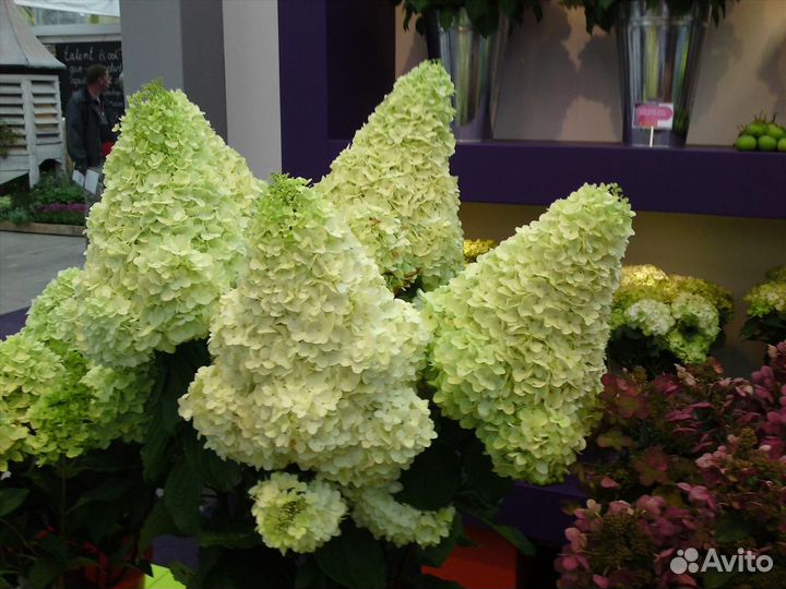 Гортензия меджикал мун лайт