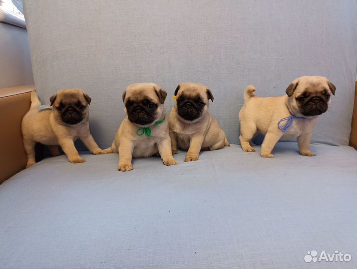 Щенки Мопса