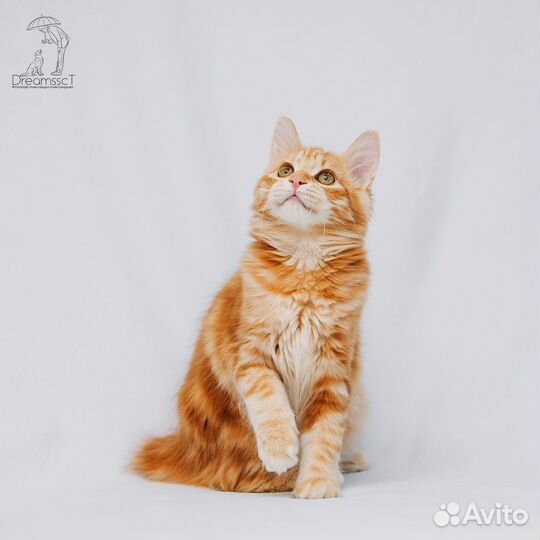 Курильский бобтейл. Котята