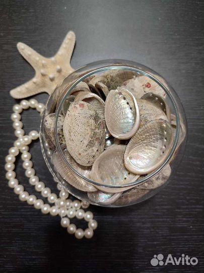 Ракушки галиотис глабра и овина