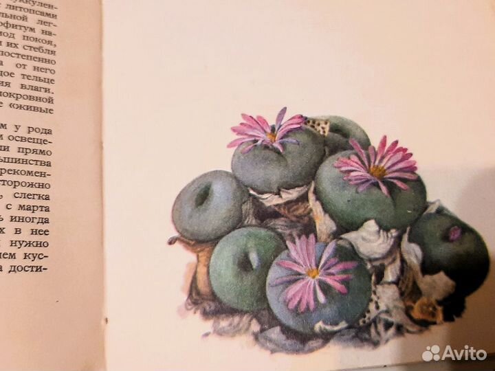 Подробный справочник по кактусам