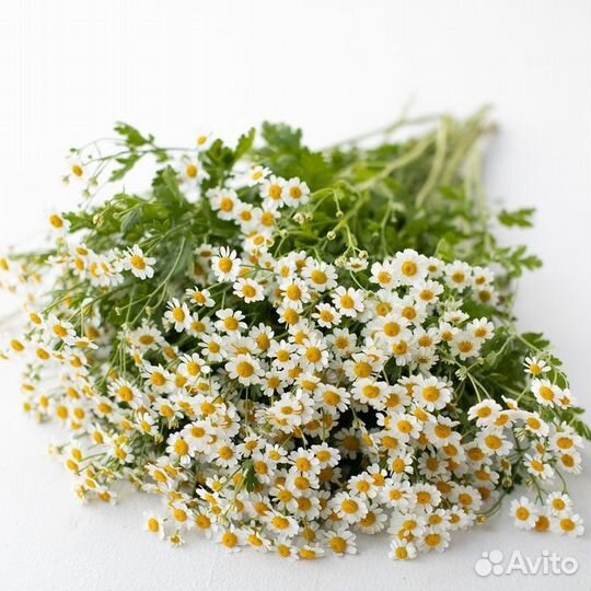 Семена Ромашка (Матрикария) Вегмо Сингл