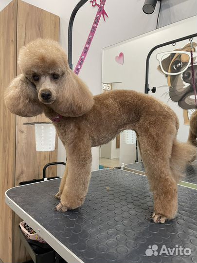 Груминг/стрижка собак/экспресс-линька