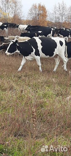 Мясо говядина