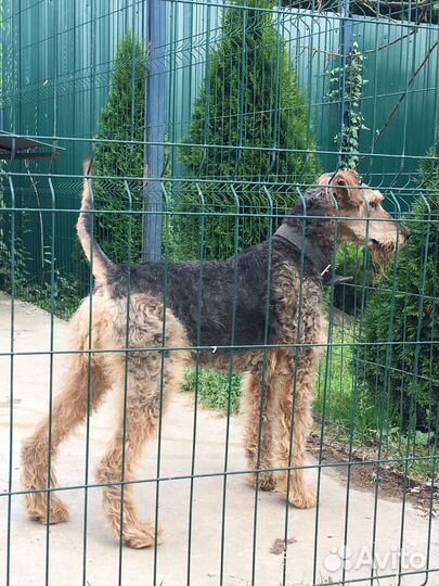 Эрдельтерьер