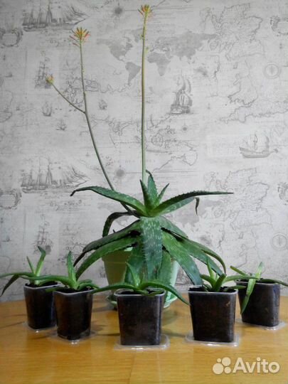 Алоэ макулата