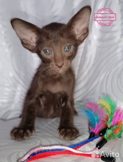 Ориентальные котята
